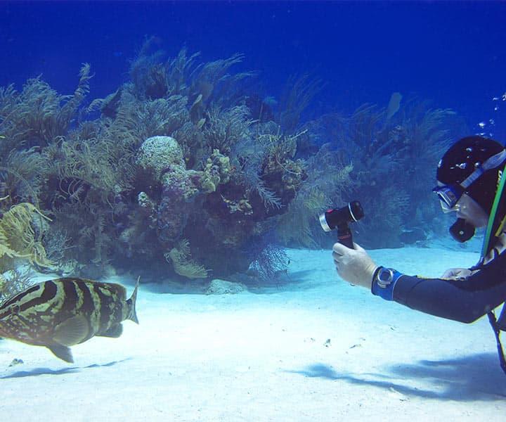 A scuba diver with a camera films a striped fish near vibrant coral on a sandy ocean floor. The scene is calm, capturing the essence of underwater exploration.