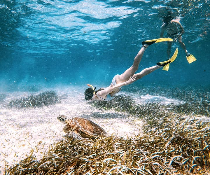 A swimmer in fins glides underwater near a sea turtle amidst seagrass.