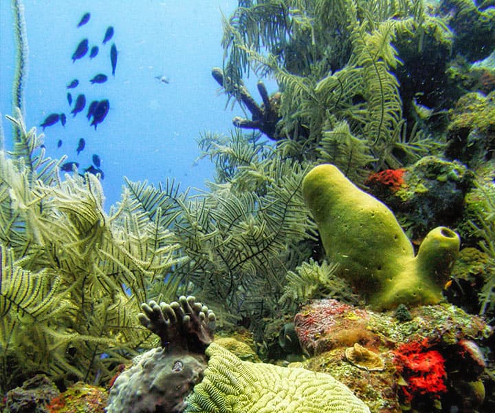 A vibrant underwater scene featuring colorful coral and tropical fish.