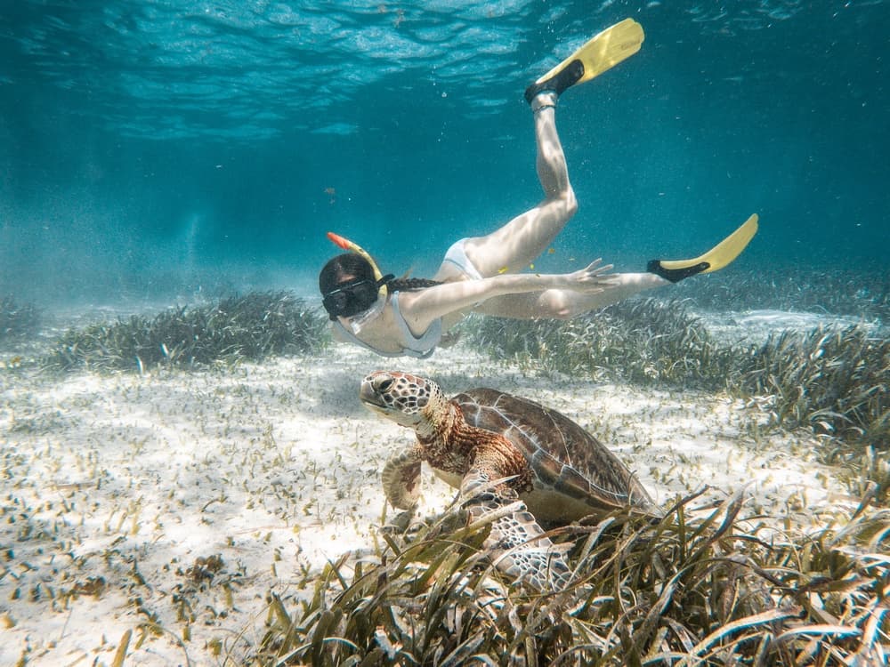 A person wearing fins and a snorkel swims underwater alongside a sea turtle amidst seagrass.