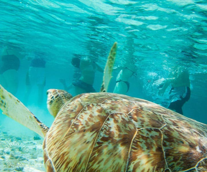 A sea turtle swims near snorkelers in clear turquoise water.