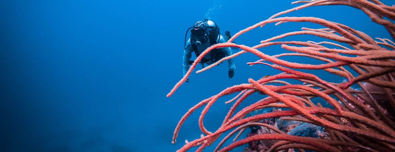 A diver swims amongst vibrant coral formations in deep blue water.