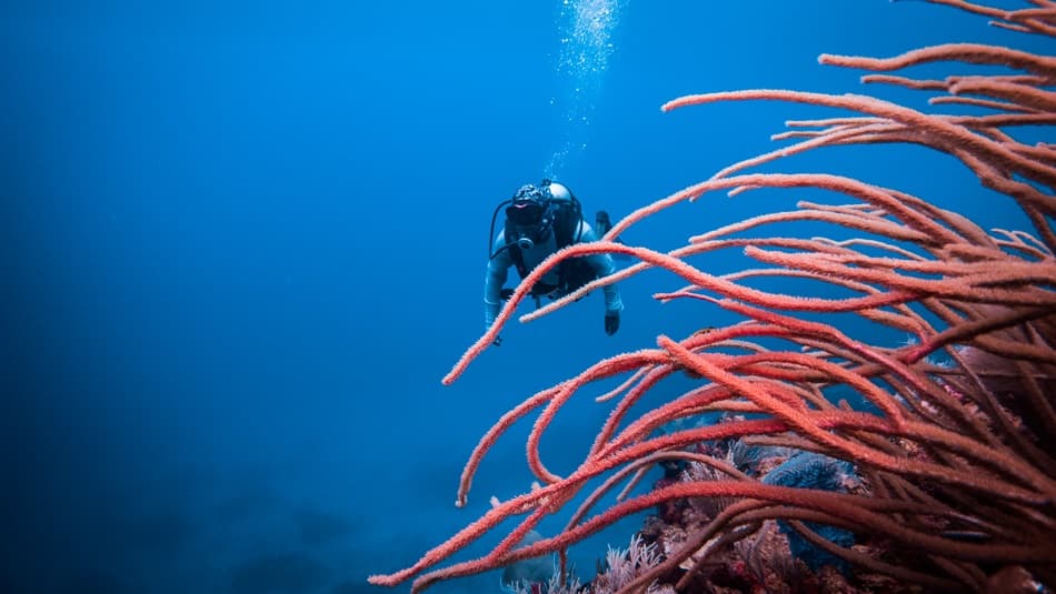 A diver explores vibrant coral formations underwater.